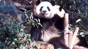 虎虎爱娱乐吃瓜