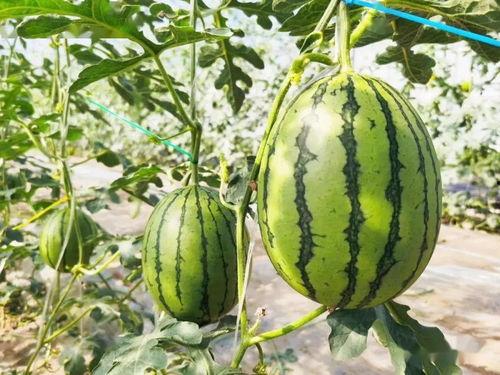 甜的娱乐吃瓜,揭秘娱乐圈甜蜜瓜皮背后的故事