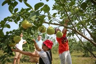娱乐吃瓜酱桂花树下,桂花树下，揭秘娱乐圈那些不为人知的秘密